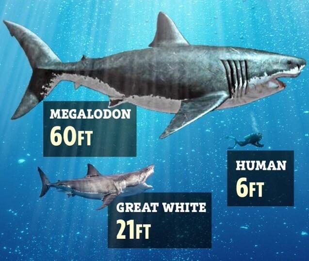 Size comparison of Megalodon at 60ft, a great white shark at 21ft and a human at 6ft. Image: The Sun