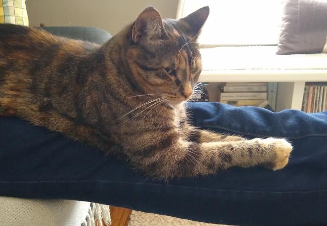 A torbie cat lying along outstretched legs. The host legs are wearing jeans. The cat, Julia, has her front legs stretched out far and wrists overlapped.