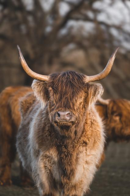 In the photo, a magnificent Highland cow stands proudly and looks directly at the camera with a confident gaze. Its shaggy, auburn coat is thick and lush, adorned with long, curved horns that add to its imposing presence. The cow's expression is one of curiosity and intelligence, as if it is aware of its surroundings and interested in the viewer. The background is blurred, drawing attention to the cow's striking features and highlighting its majestic presence. This Highland cow is truly a stunning sight to behold, exuding strength and grace in equal measure.



