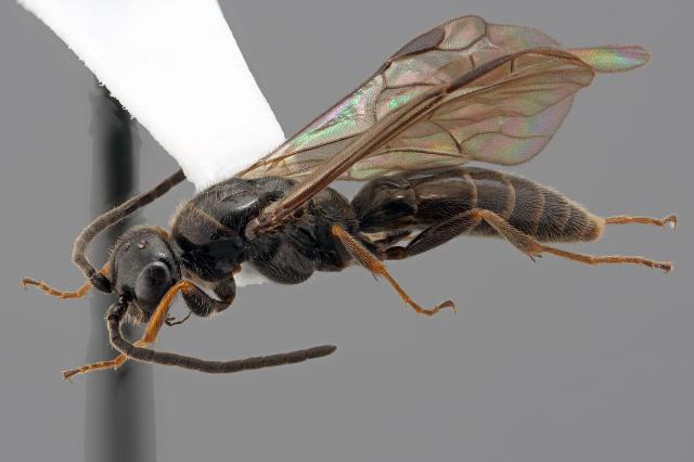 This is a dorsolateral view of a point-mounted wasp in the family Sierolomorphidae. Overall, it's dark brown, except for the yellowish tibiae and tarsi (legs & feet). It's rather uncommon and it's often confused with members of the different family, Bethylidae.