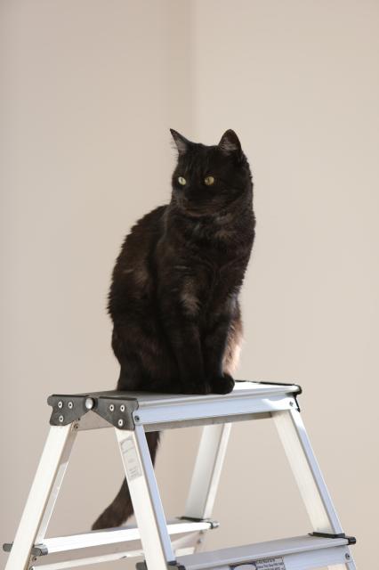 My black cat, Tøsen, sitting on top of a ladder looking off to the side.