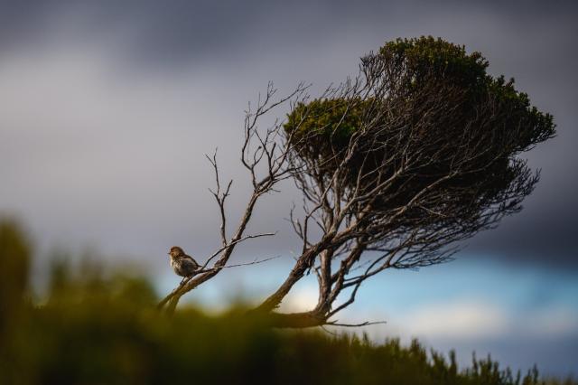 A photo of a common Redpoll (Acanthis flammea) perching in the last rays of sun on a windswept manuka, as dark clouds approach. On Pearl Island, Port Pegasus / Pikihatiti, at the Southern end of Stewart Island / Rakiura, New Zealand.