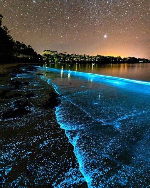 a beach in puerto rico where algae who are bioluminescent light it up in a bright blue in the water