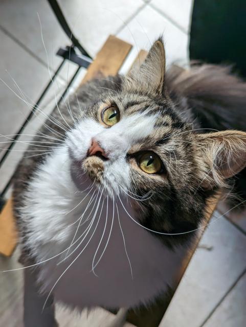 a long-haired tabby with brilliantly green-gold eyes and enormously long whiskers. he is—and i cannot stress this enough—incredibly beautiful