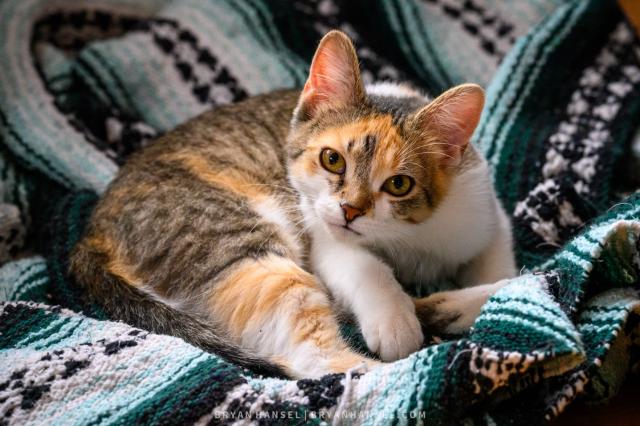 A photo of a calico kitten in a blanket looking at the camera.