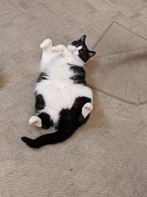 A tuxedo cat lies on his back presenting his floofy white belly.