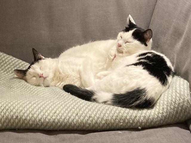 2 bw cats in deep sleep, their fur all messed up