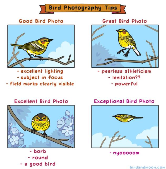 A four panel comic titled "Bird Photography Tips". In panel 1, labeled Good Bird Photo, a Cape May Warbler stands on a branch. The caption says "excellent lighting, subject in focus, field marks clearly visible". In panel 2, labeled "Great Bird Photo," the warbler is caught mid-leap, and the caption says "peerless athleticism, levitation?, powerful". In panel 3, labeled Excellent Bird Photo, the warbler is facing the camera and is very round, and the caption says "borb, round, a good bird". In panel 3, labeled Exceptional Bird Photo, the warbler is frozen in mid-flight, its wings tight against its body so it looks like a torpedo, and the caption says "nyoooooom". 